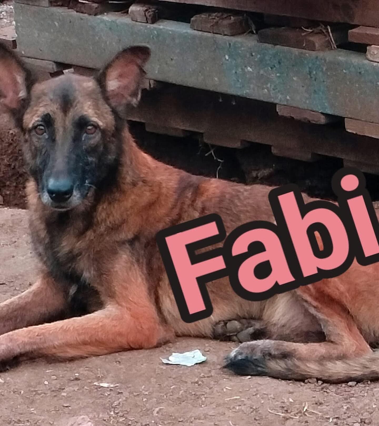 Fabi