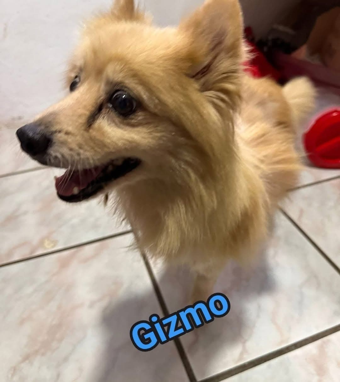 Gizmo