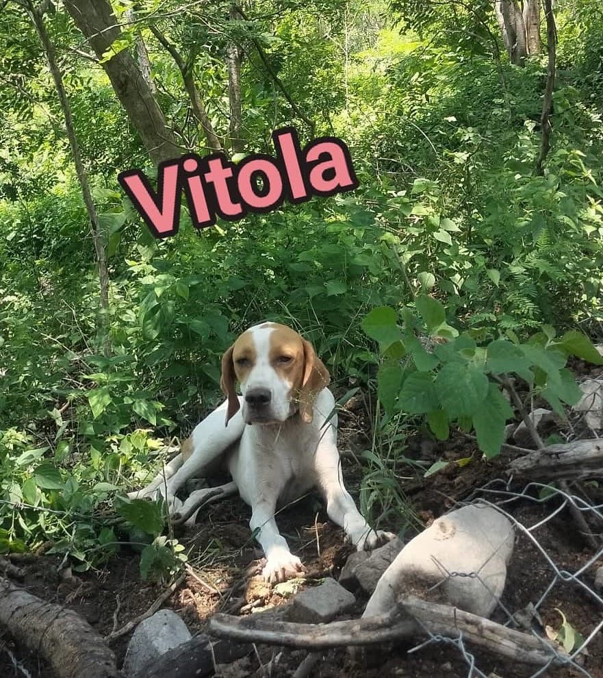 Vitola