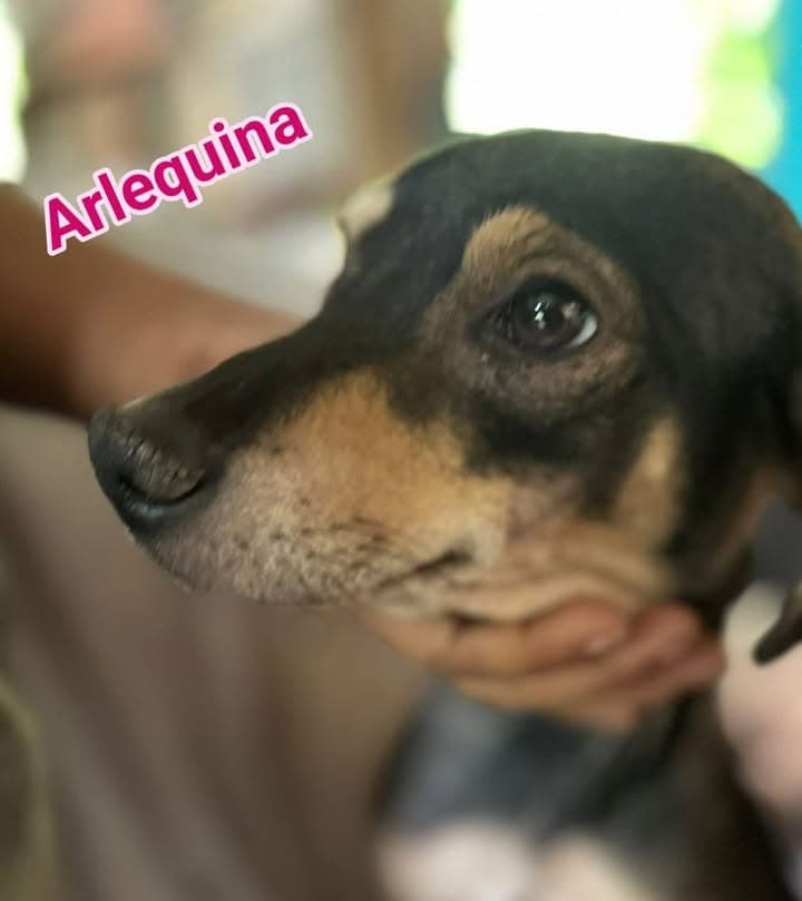 Arlequina