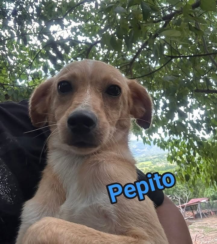Pepito